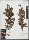 Foto von Salix aurita L.